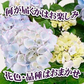 【専用商品】　アジサイ　リクエストアソート　3種 紫陽花 Amazon.co.jp: 花木苗 アジサイ お買得 紫陽花おまかせ福袋